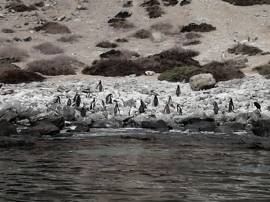 lugares turisticos de chile reserva nacional pinguino de humboldt 1