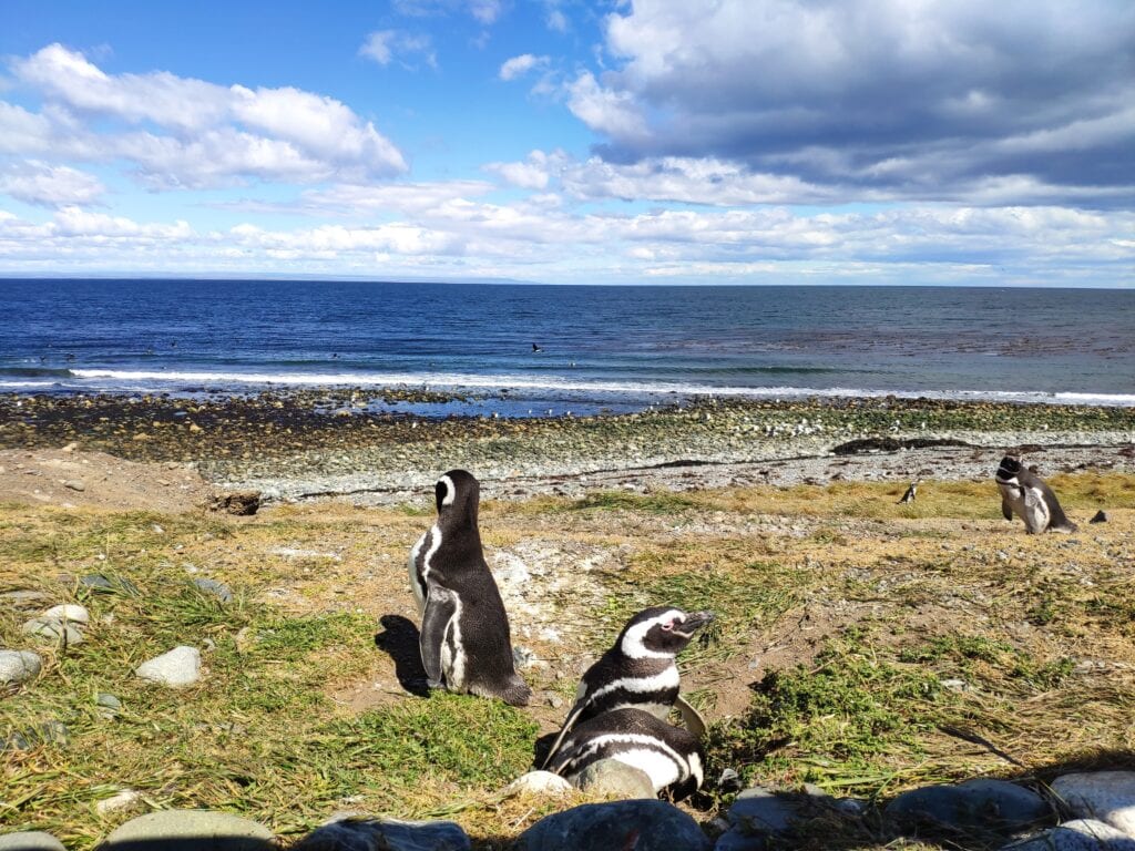 que hacer en punta arenas monumento natural de los pinguinos 2